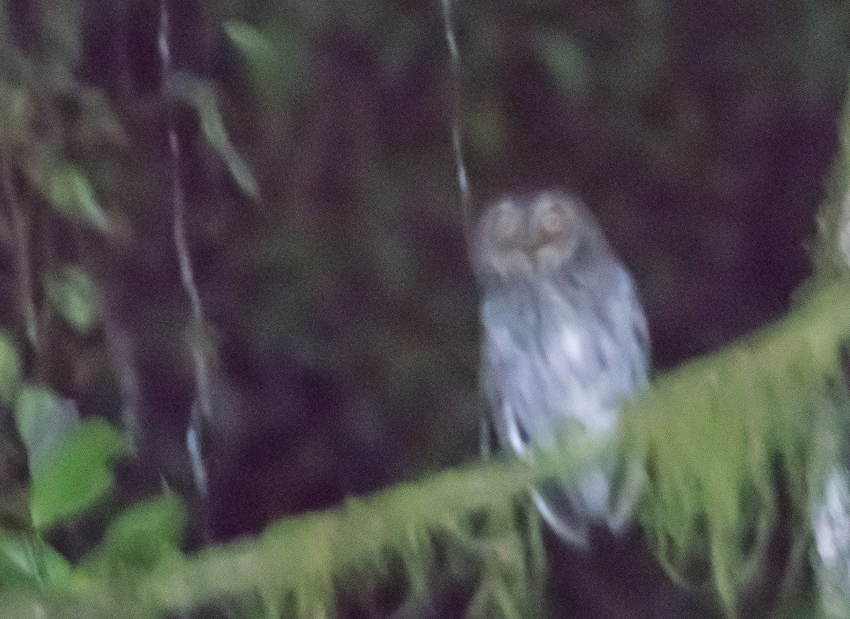 Sulawesi Scops-Owl - ML70689611