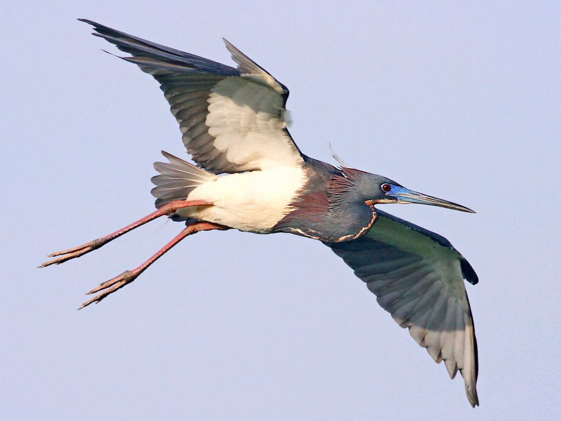 Tricolored Heron - Anonymous