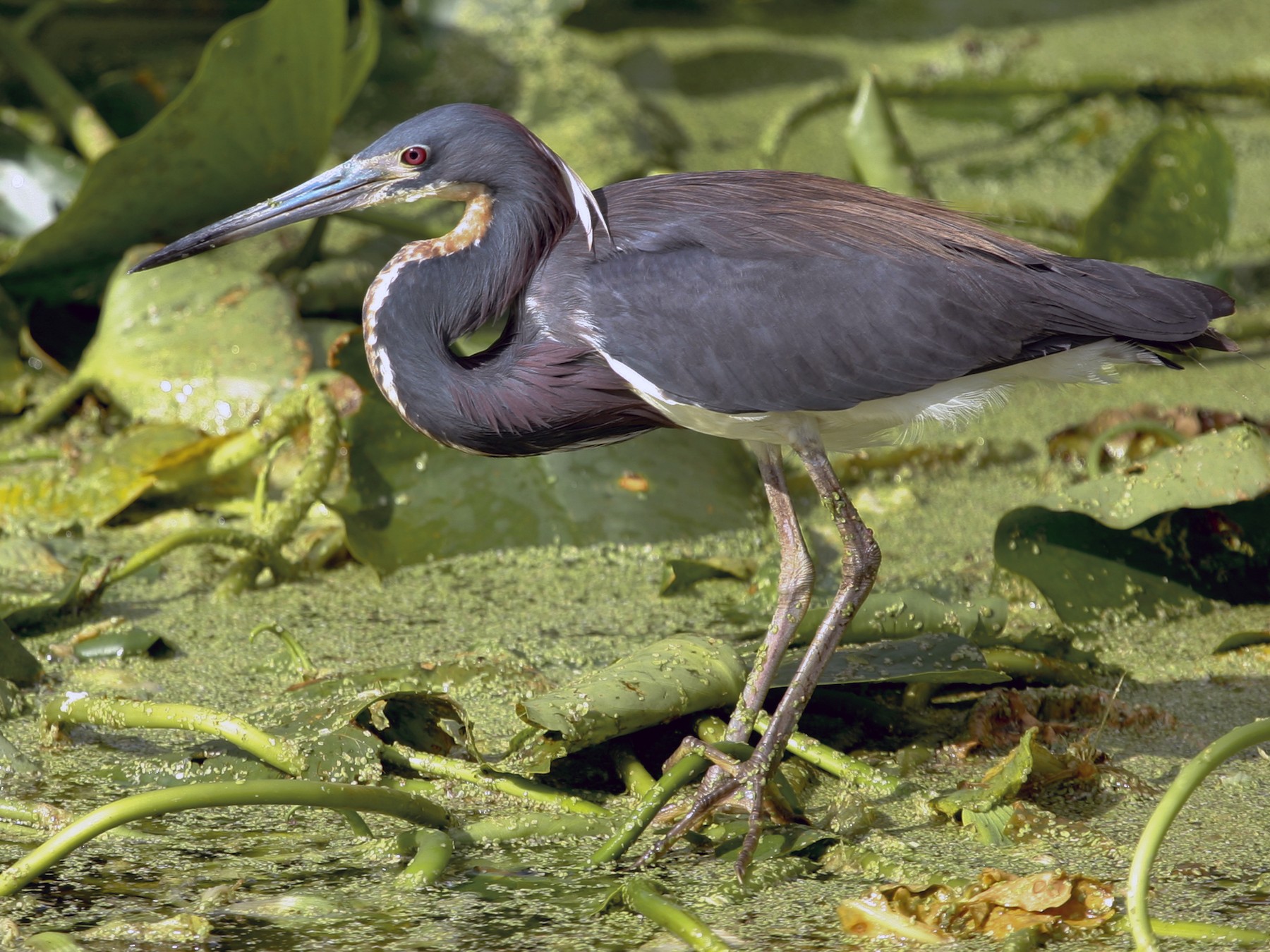 Tricolored Heron Range