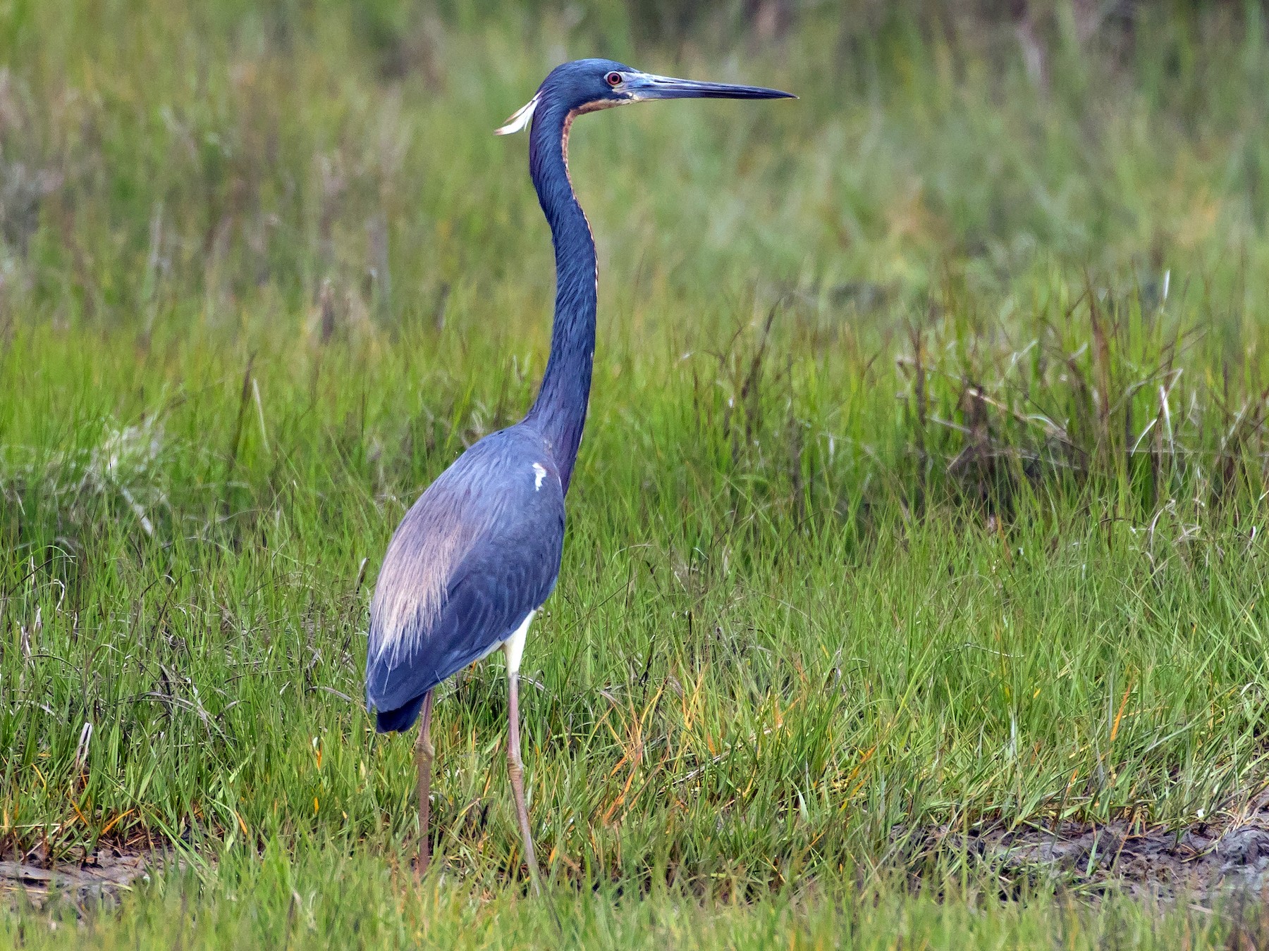 Tricolored Heron - eBird