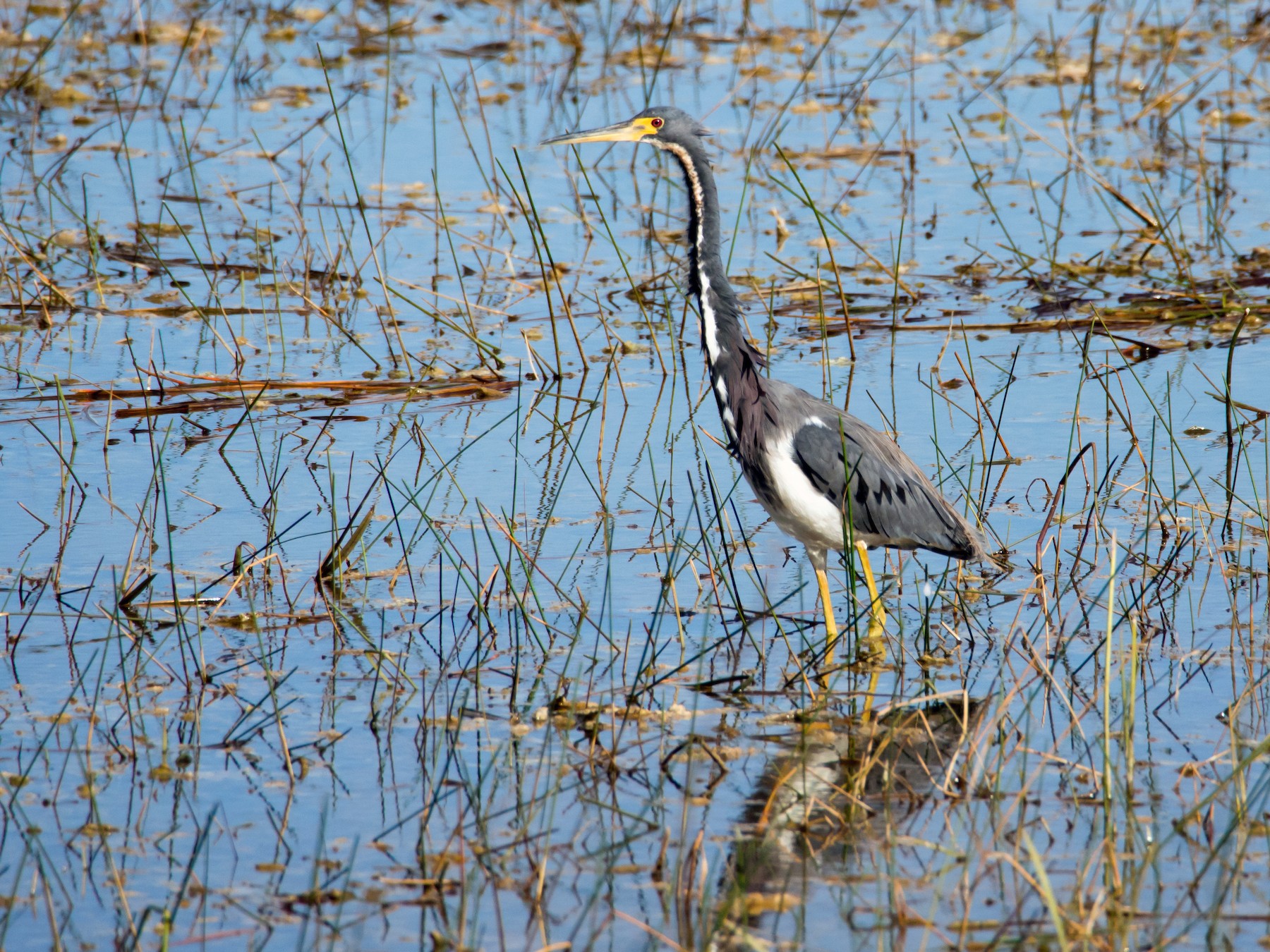 Tricolored Heron - Larry York