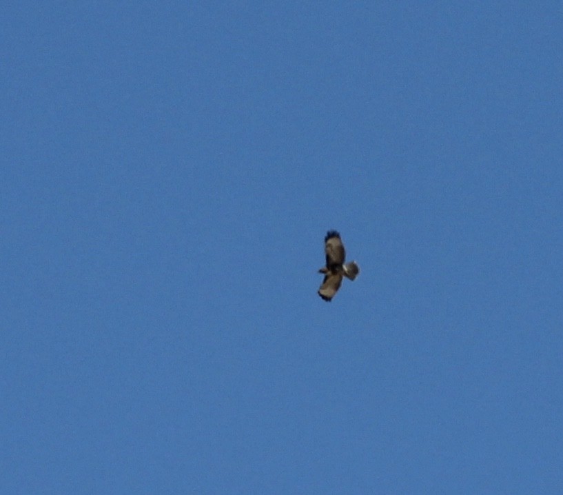 Red-tailed Hawk - ML70689941