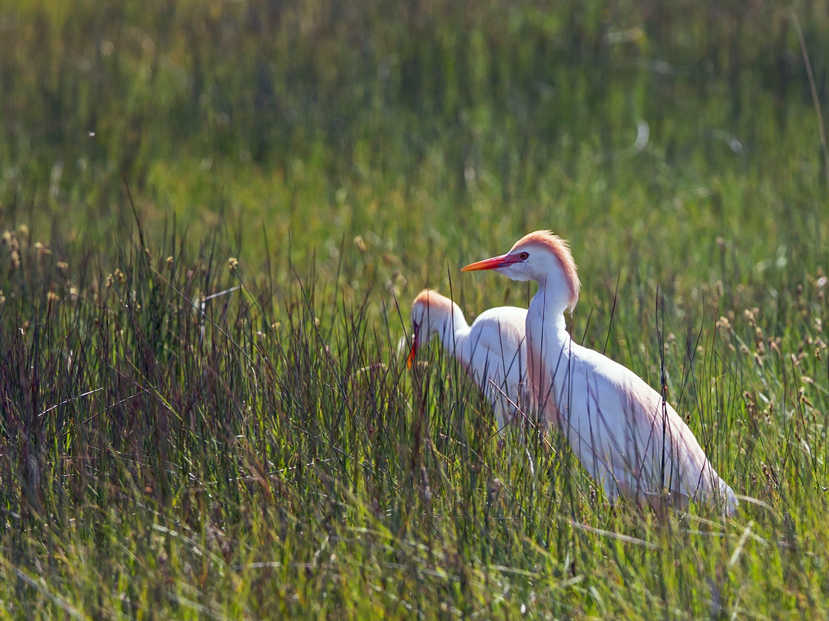 Western/Eastern Cattle Egret - Joshua Covill