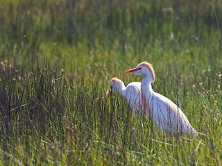 Western Cattle-Egret - eBird