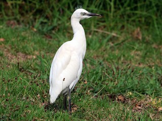  - Western Cattle-Egret