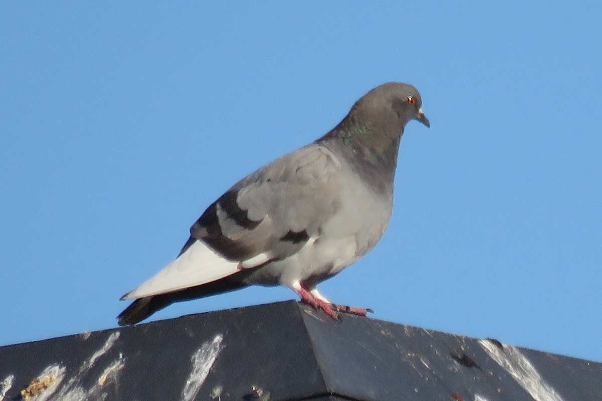 Rock Pigeon (Feral Pigeon) - ML70691181