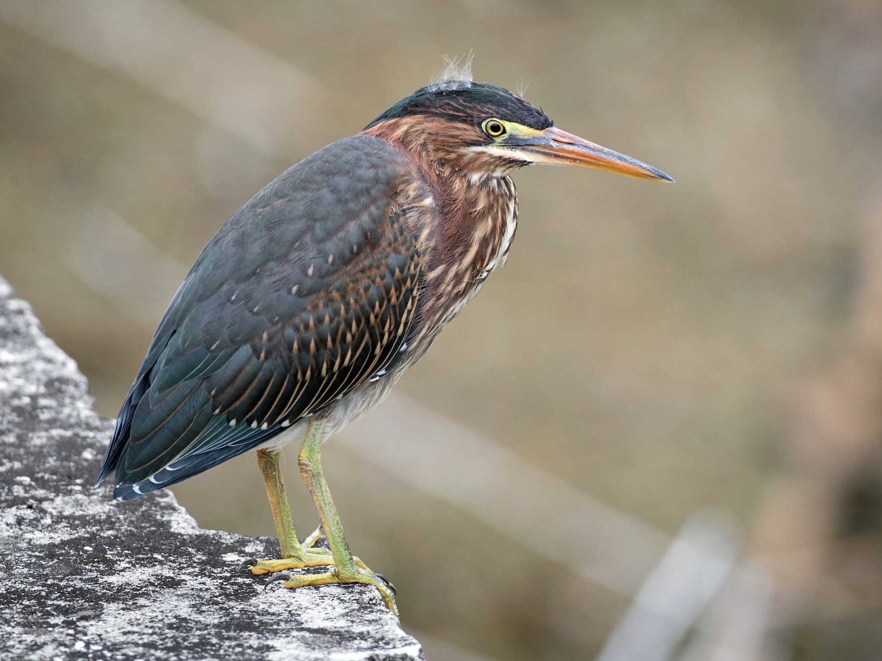 Green Heron - eBird