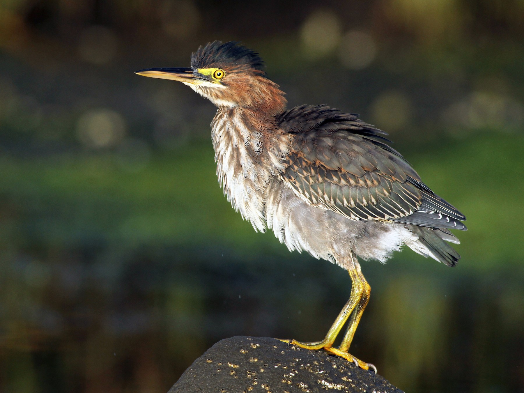 Green Heron - Evan Lipton