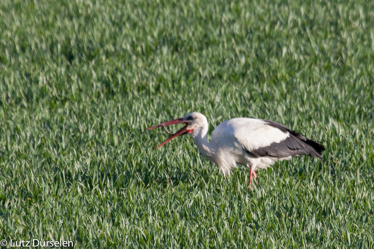 White Stork - Lutz Duerselen