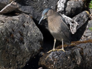 Black-crowned Night Heron - eBird