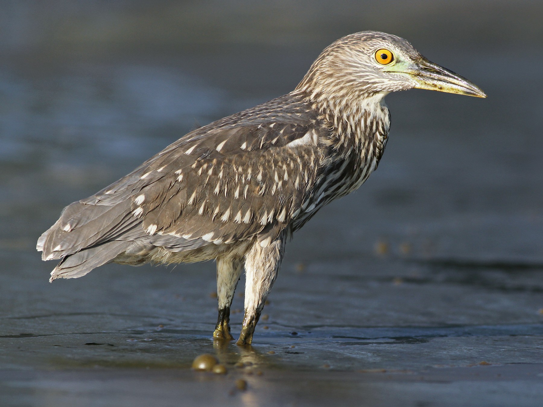 Black-crowned Night-Heron - eBird