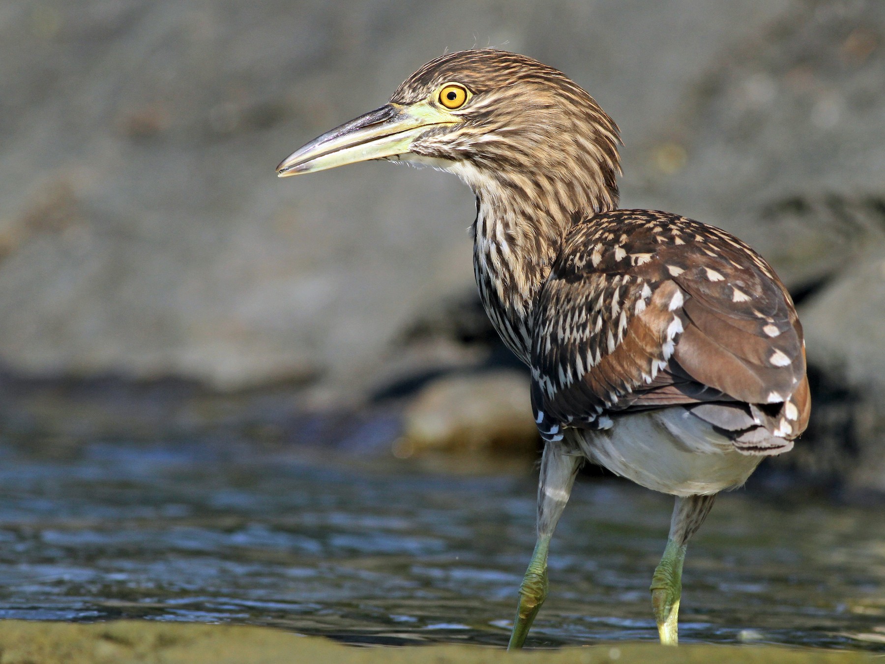 Black-crowned Night Heron - Evan Lipton