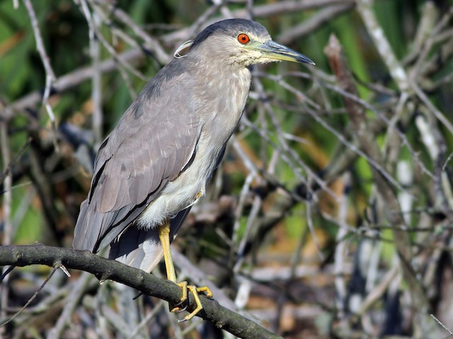 Immature (American) - Black-crowned Night Heron - 