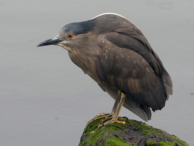 Adult (Dusky) - Black-crowned Night Heron - 