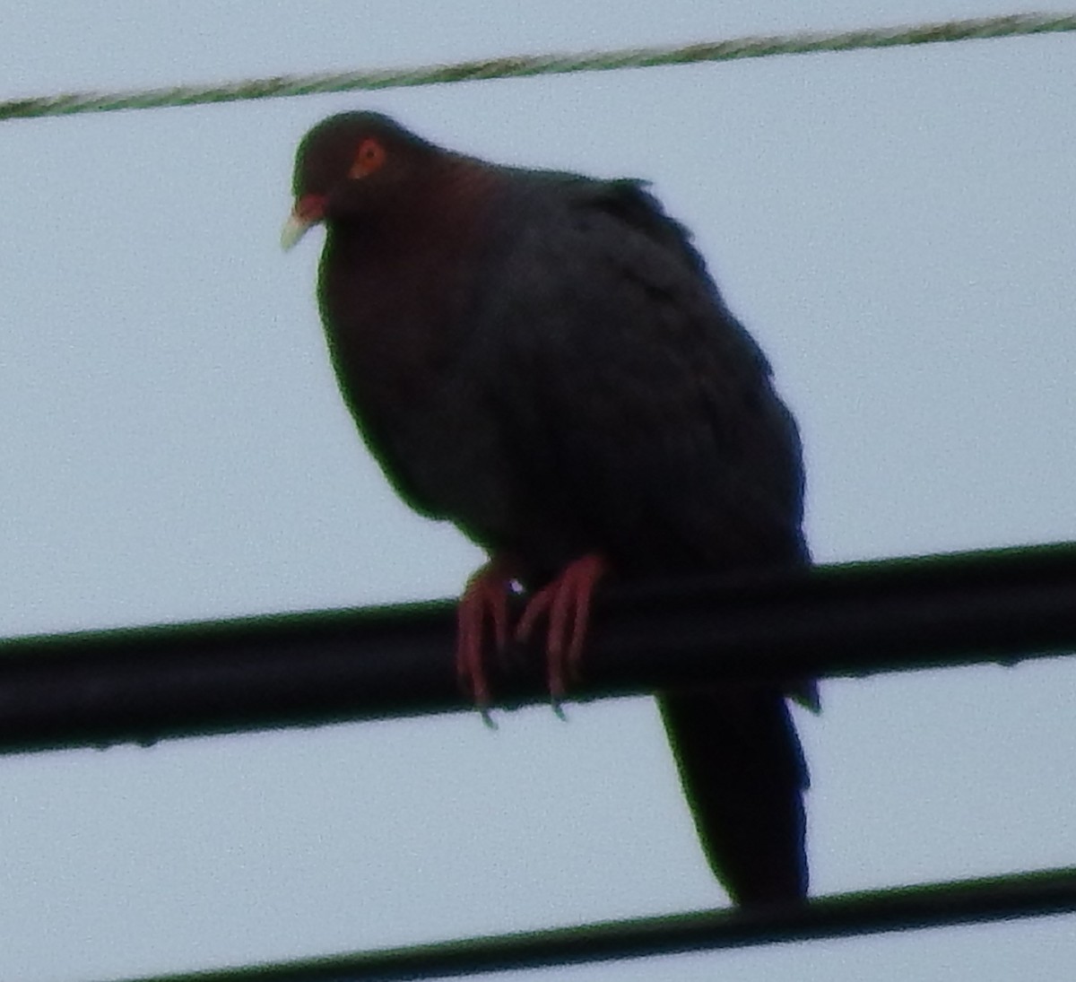Scaly-naped Pigeon - ML70693351