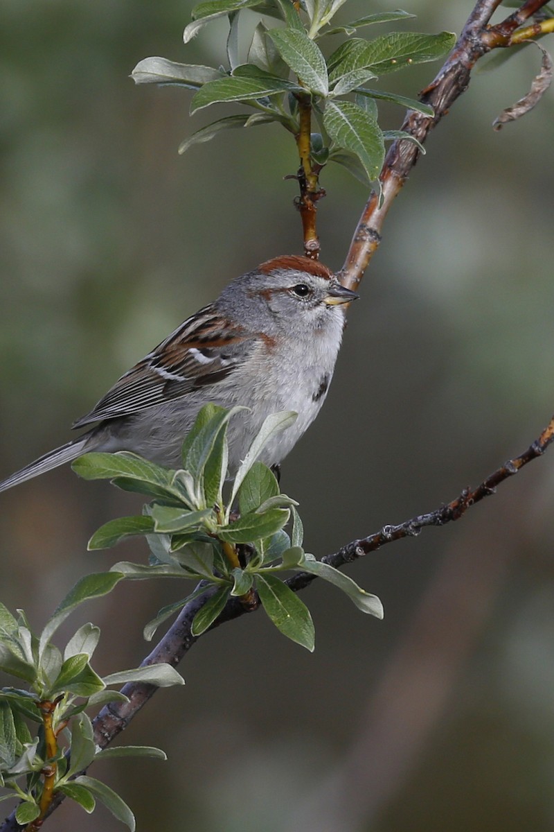 American Tree Sparrow - ML70693741