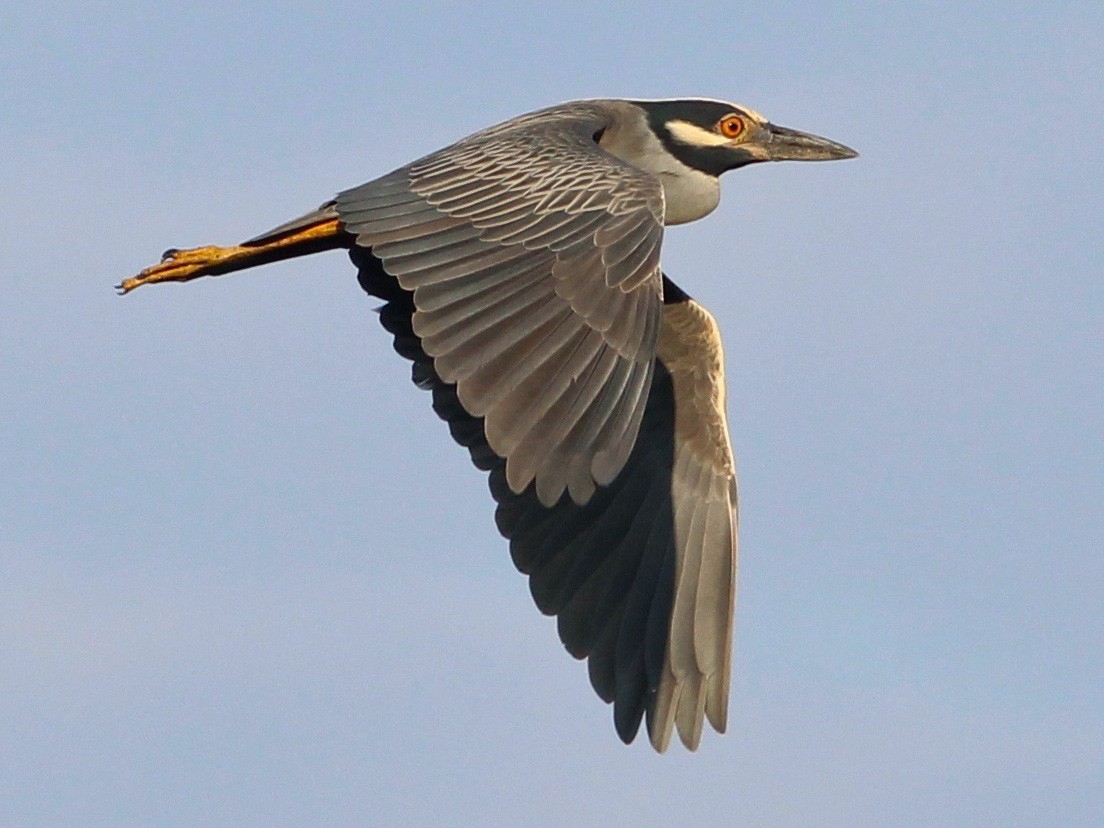 Yellow-crowned Night Heron - Oscar Johnson