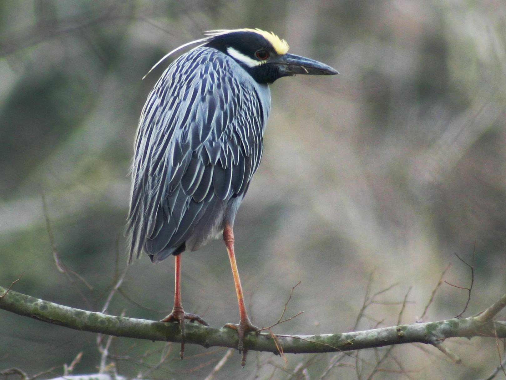 Yellow-crowned Night Heron - David  Clark