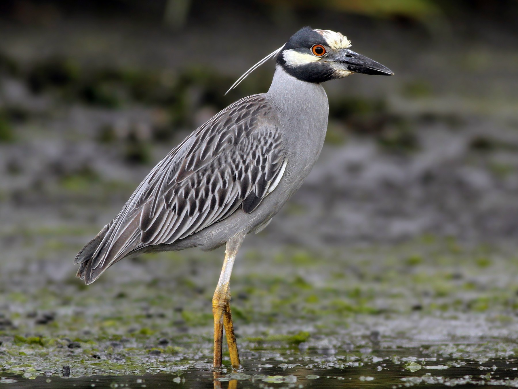 Yellow-crowned Night Heron - Evan Lipton