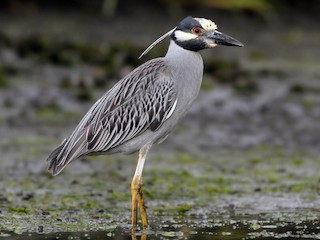  - Yellow-crowned Night Heron