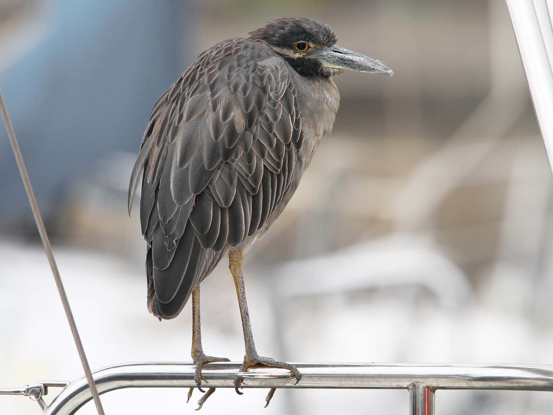 Yellow-crowned Night Heron - Christoph Moning