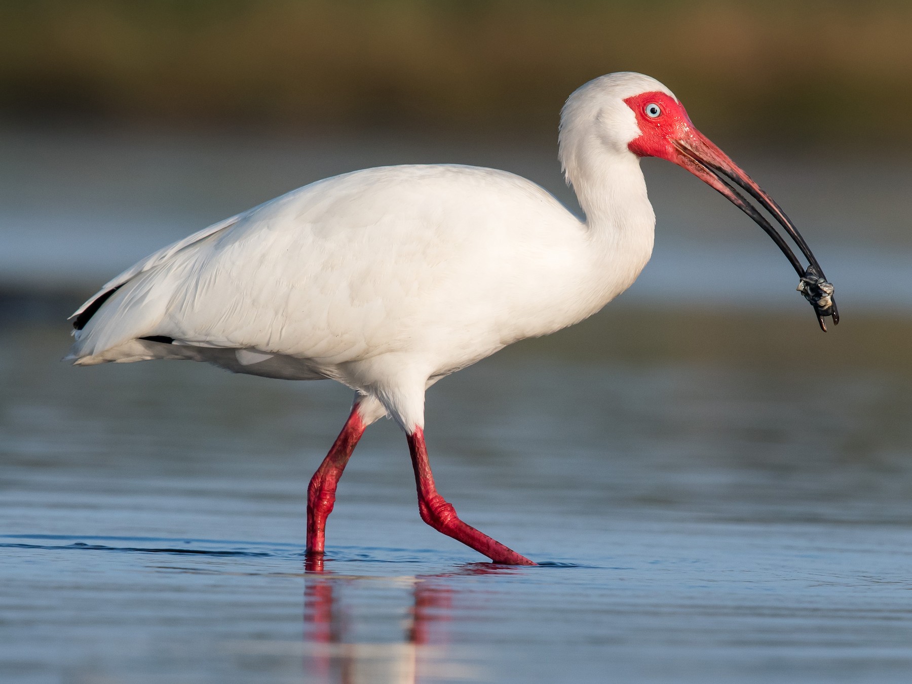 White Ibis - Melissa James