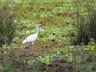  - White Ibis