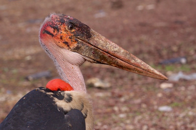 Marabou Stork - Anonymous