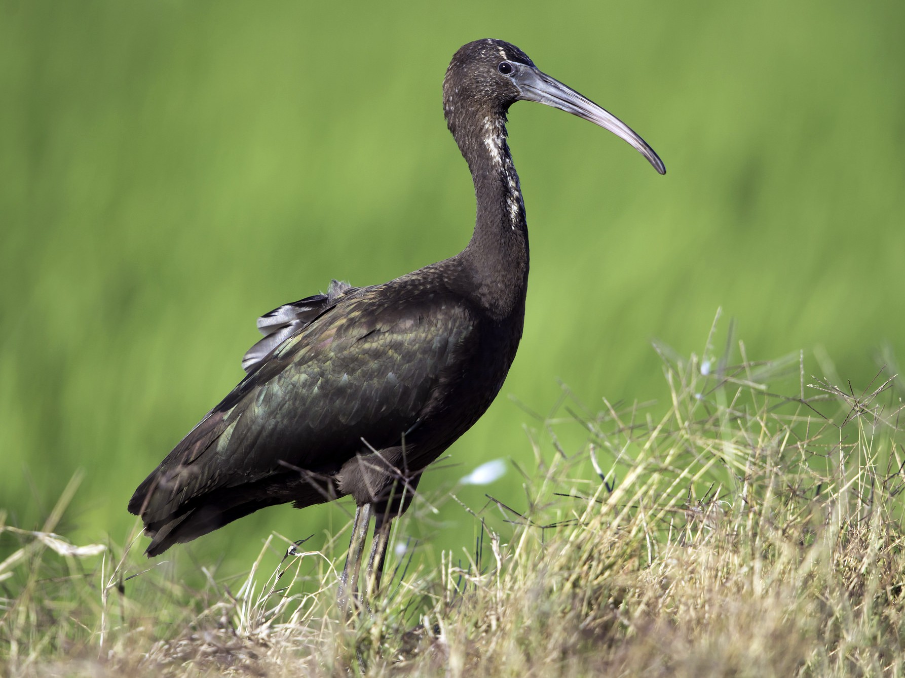 Glossy Ibis - Rogério Rodrigues