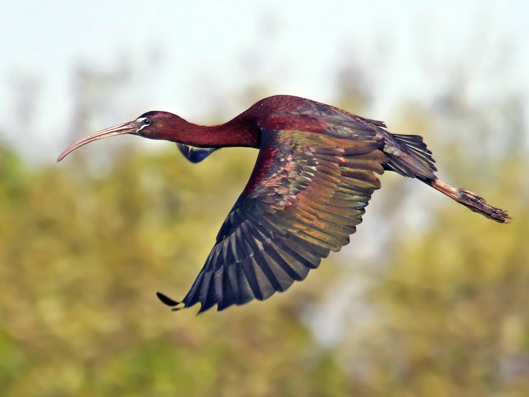 Glossy Ibis - Ryan Schain