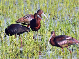 Adulte nicheur (avec White-faced Ibis) - Ryan O'Donnell - ML70695211