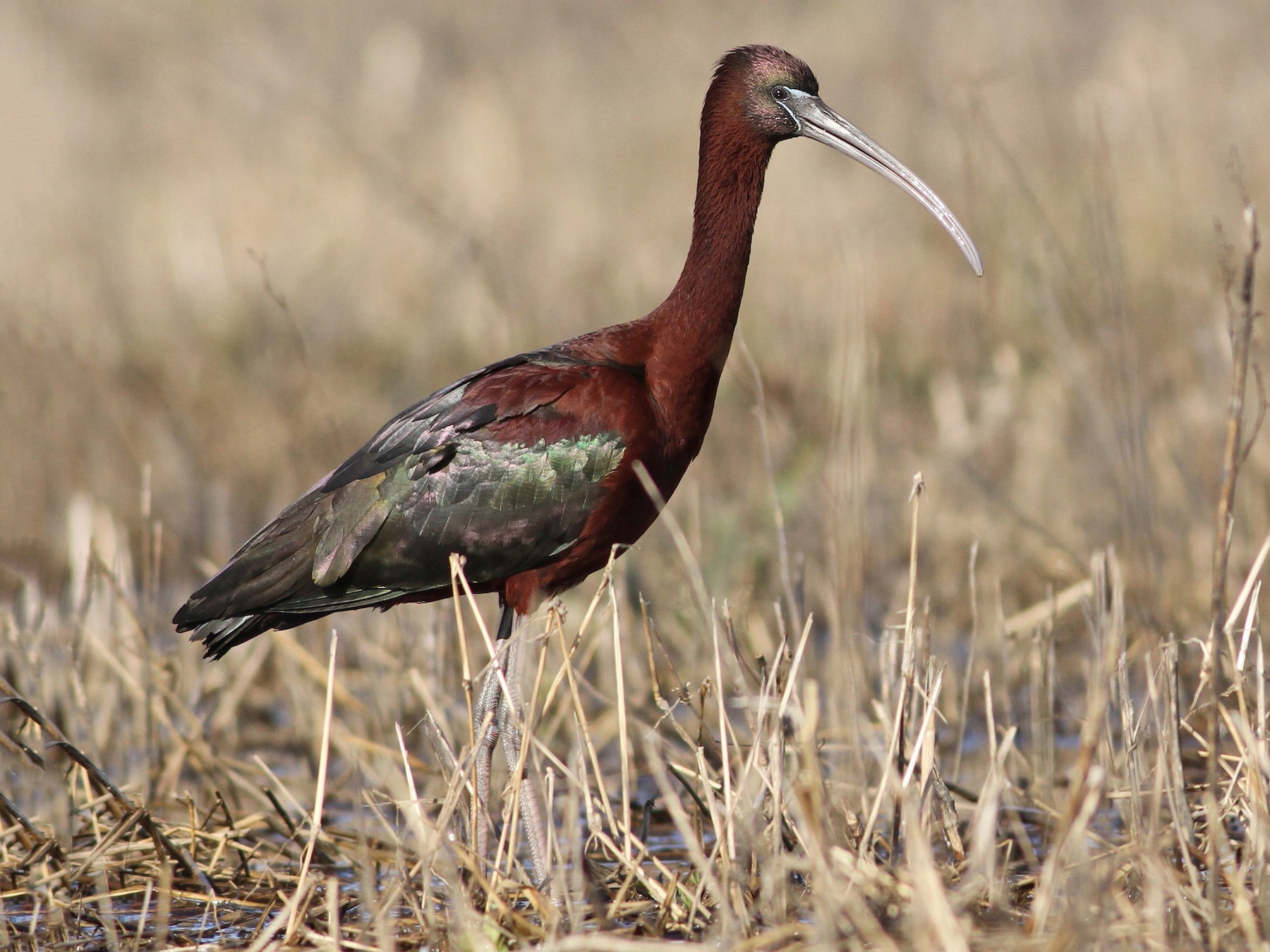 Glossy Ibis - Evan Lipton