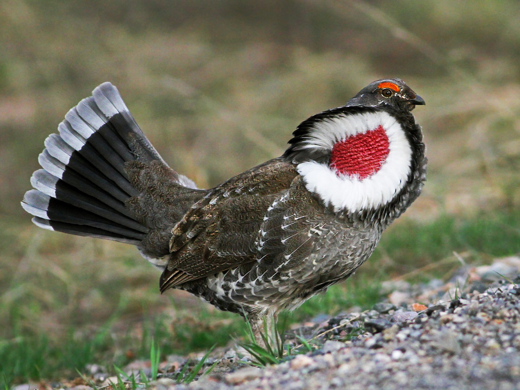 Dusky Grouse - eBird