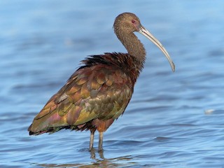 赤鳥 カオジロブロンズトキ - eBird