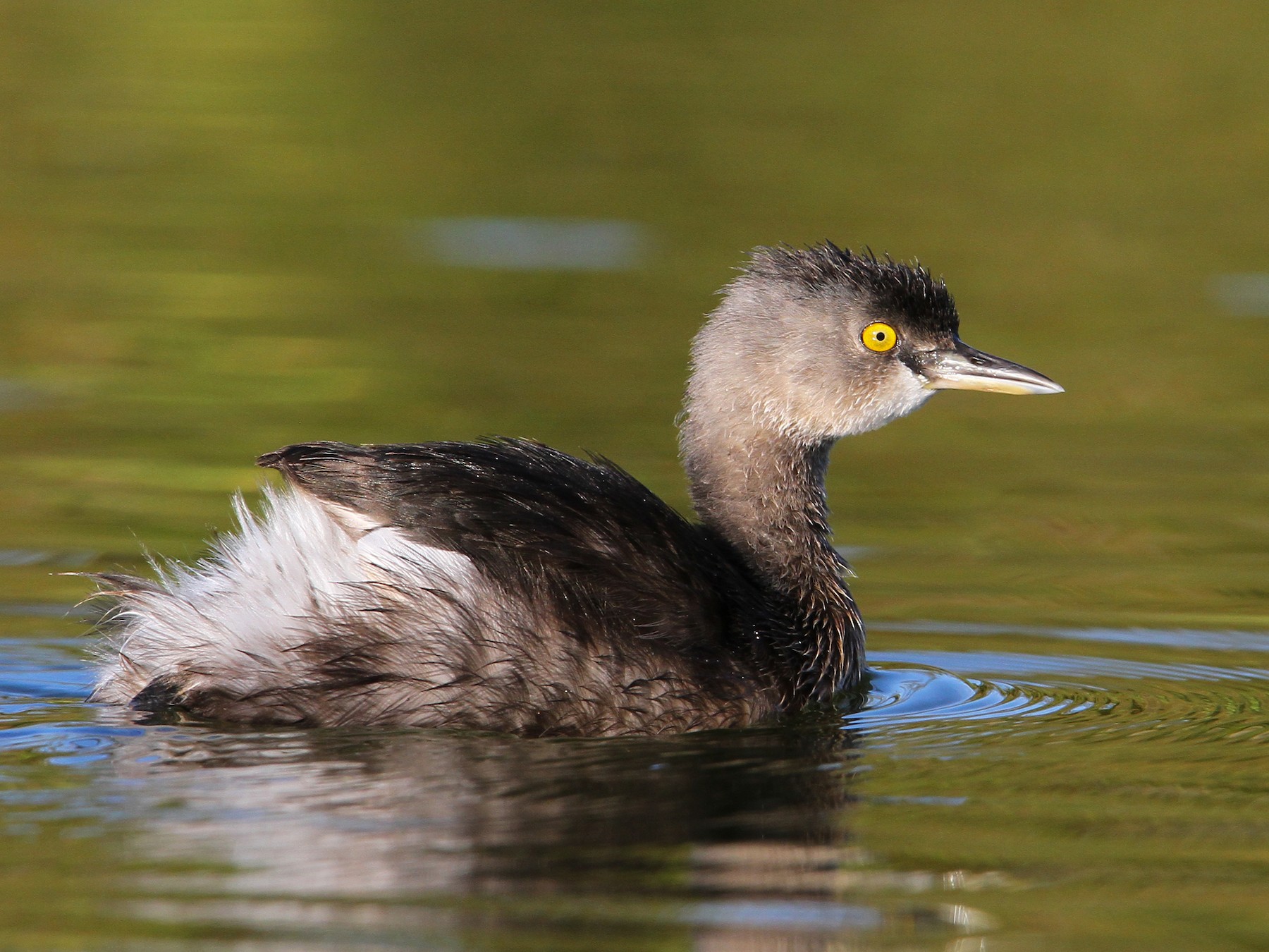 Least Grebe - Christoph Moning