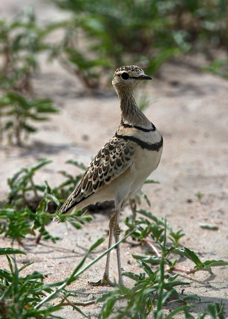 Double-banded Courser - Lee Hunter