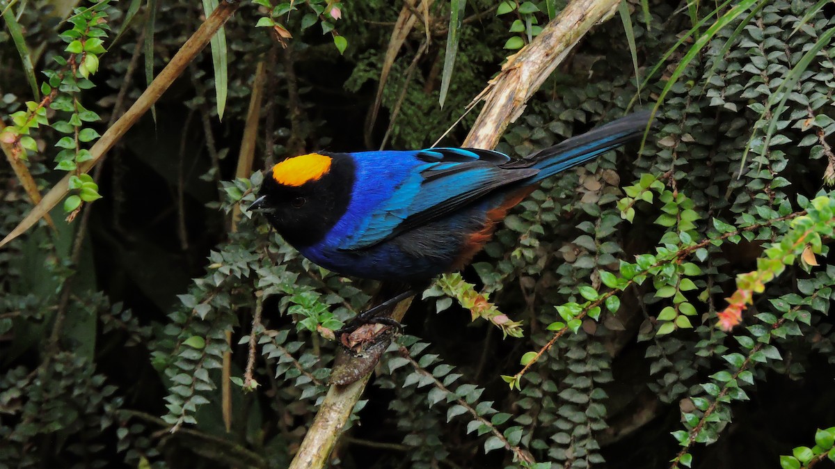 Golden-crowned Tanager - ML70700711