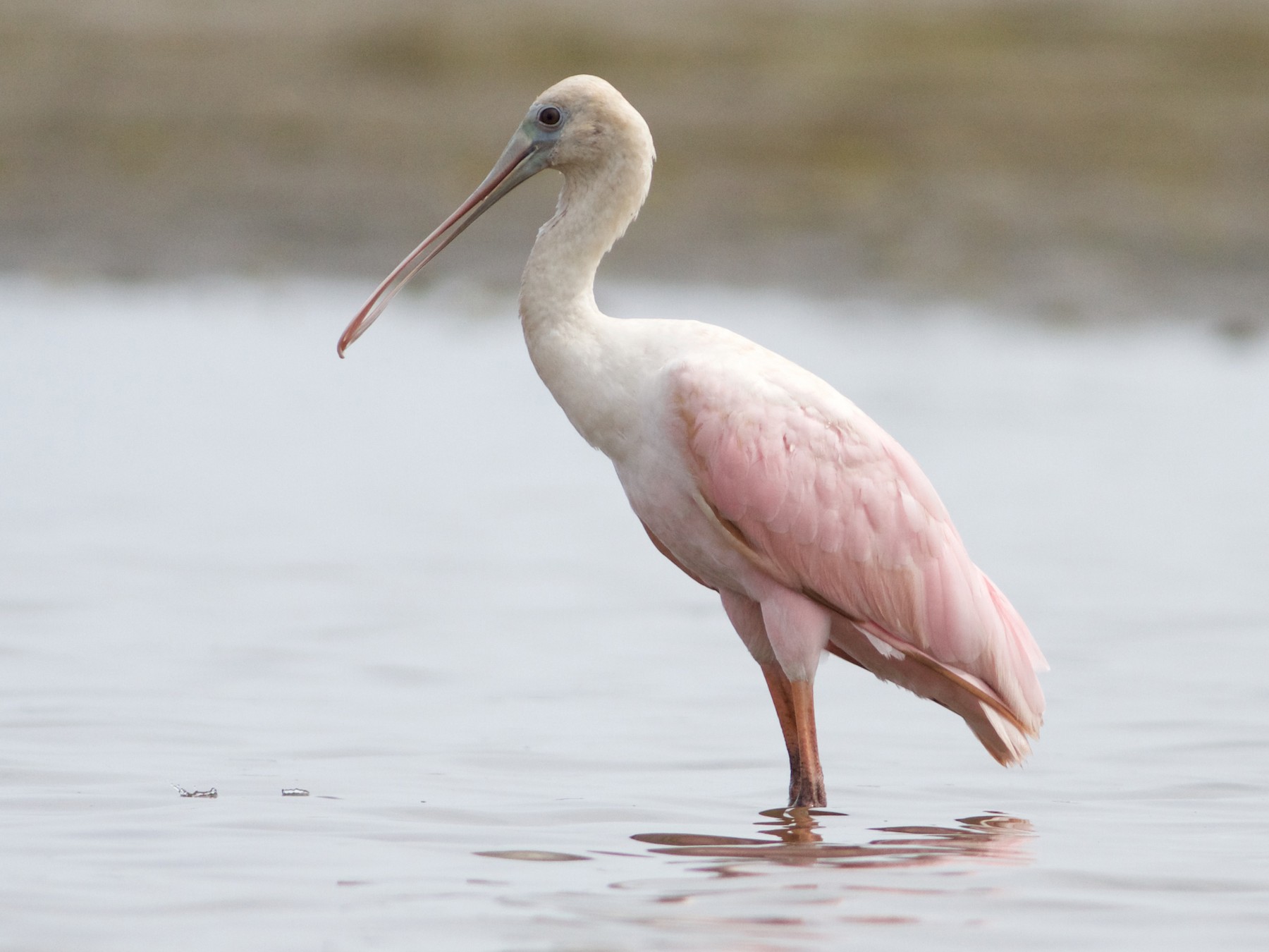 Roseate Spoonbill - Alyssa Suder