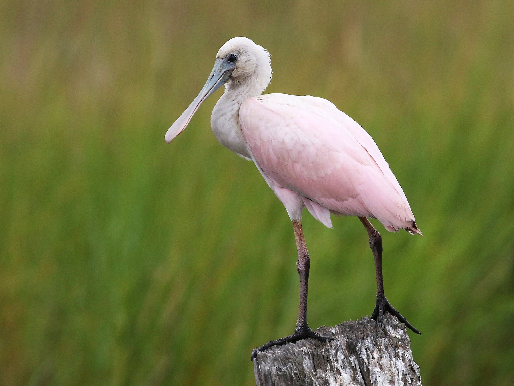 Roseate Spoonbill - James Rieman