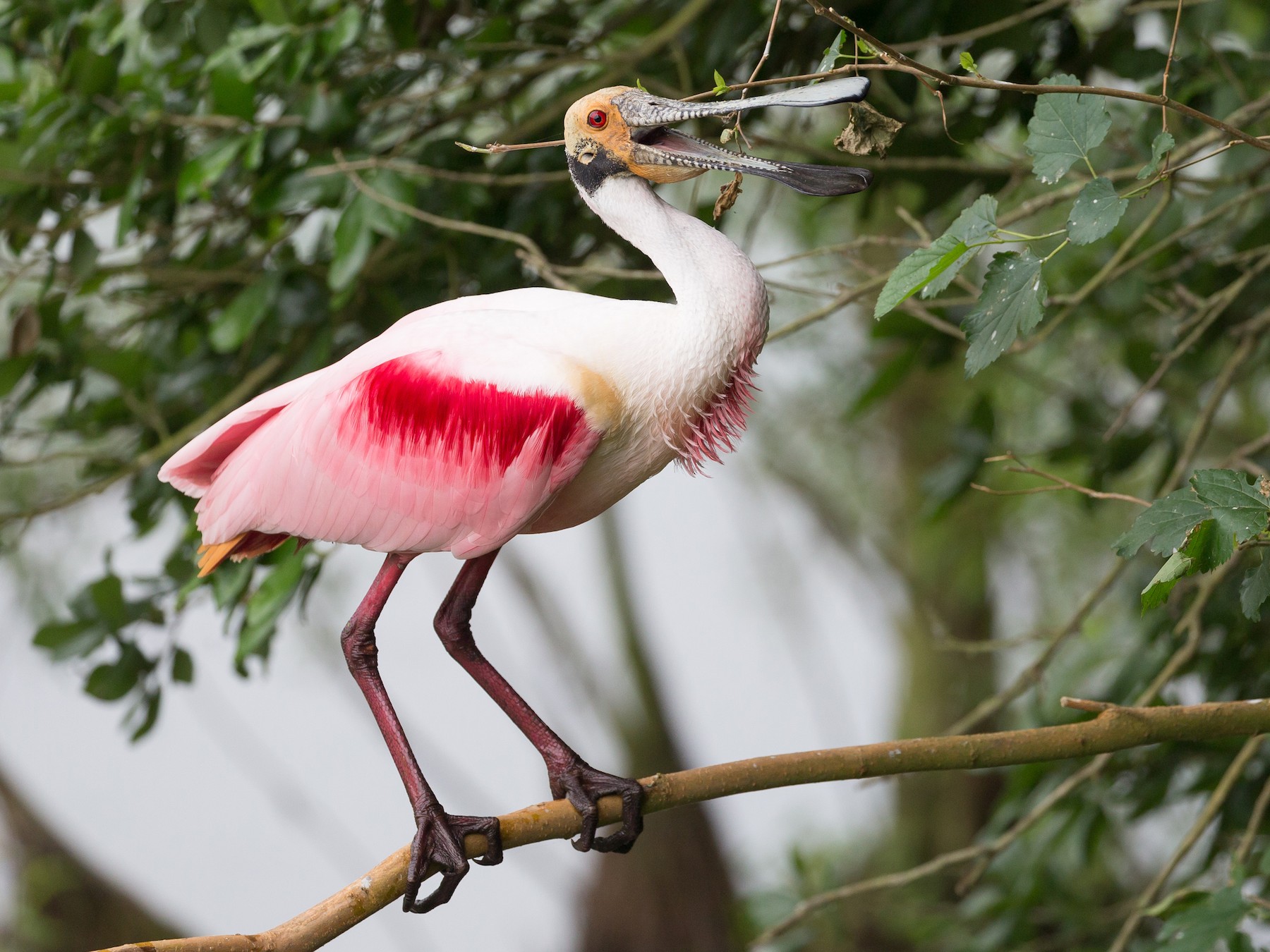 Roseate Spoonbill - Darren Clark