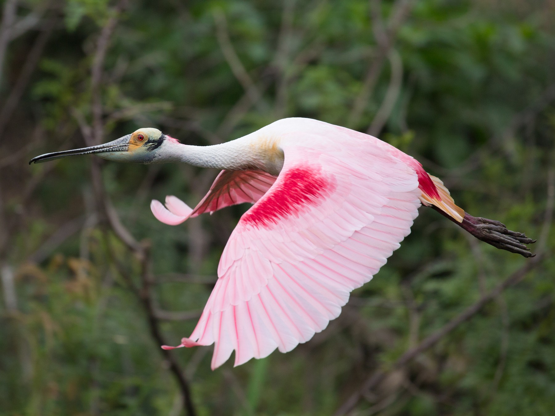 Roseate Spoonbill - Darren Clark