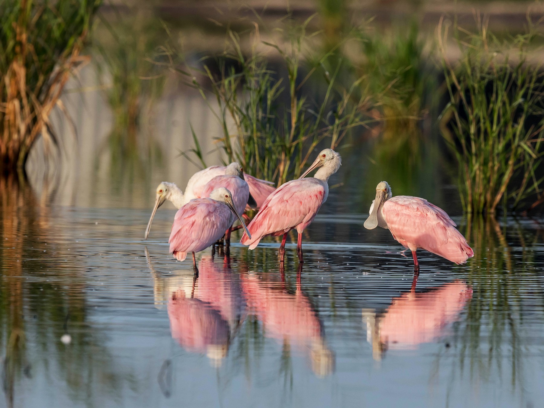 Roseate Spoonbill - David Hall