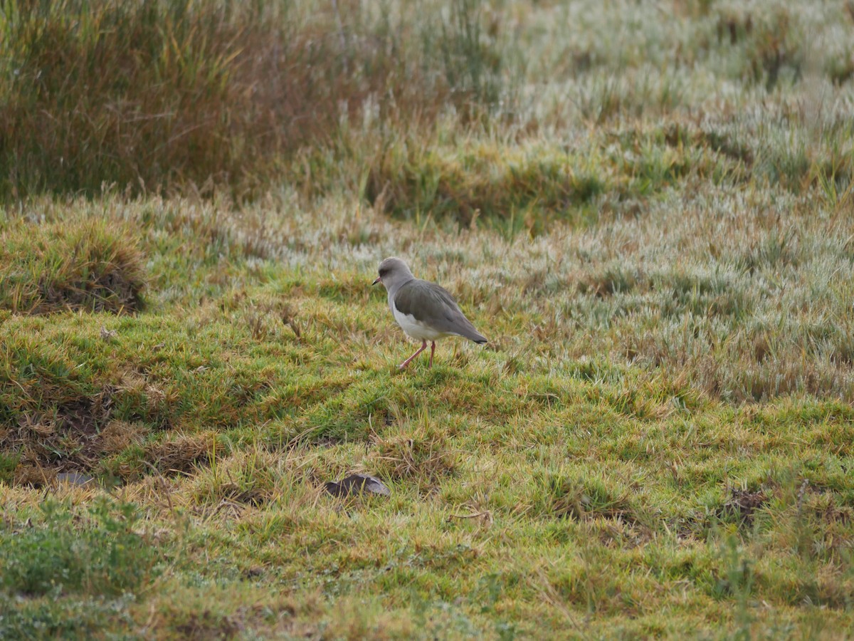 Andean Lapwing - ML70704611