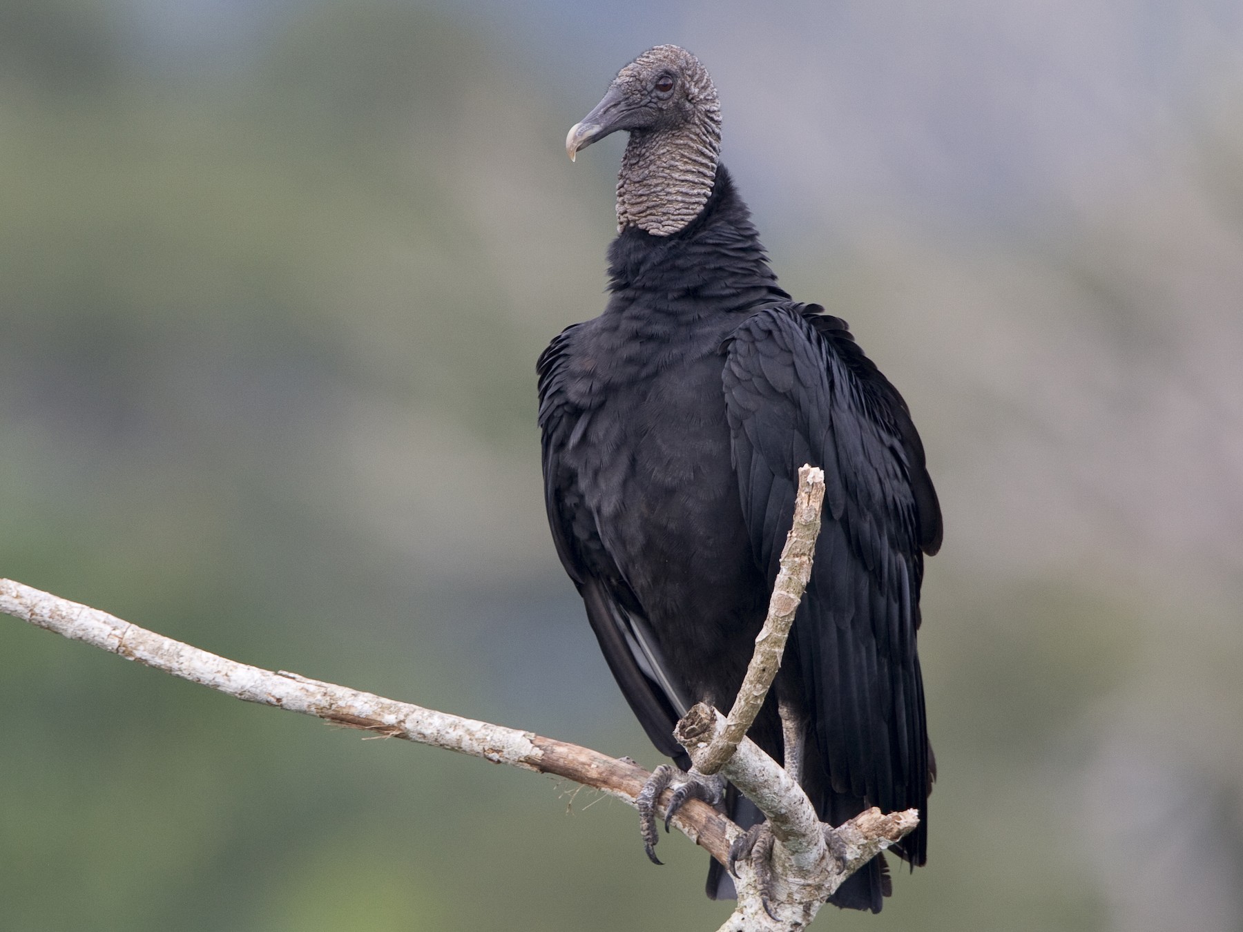 Black Vulture - Brian Sullivan