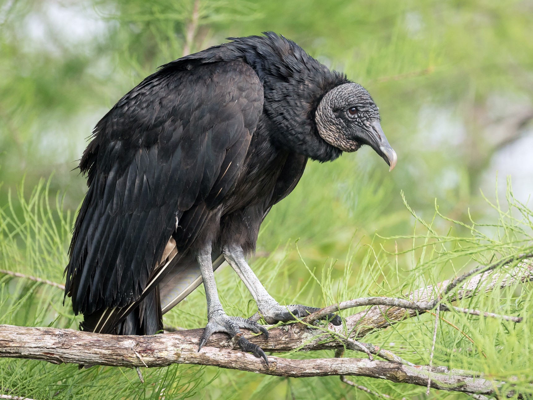 Black Vulture Ebird 1546