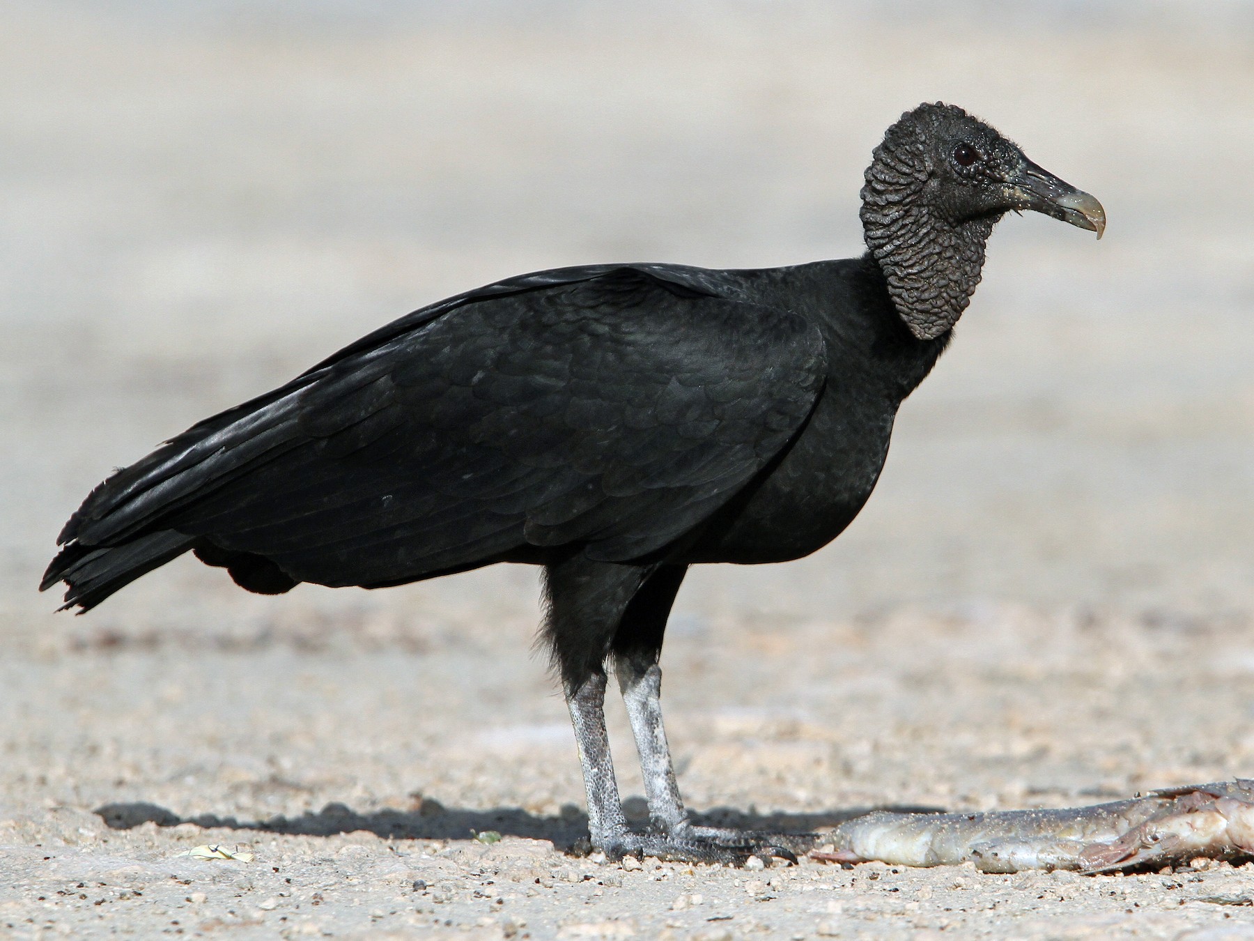 Black Vulture - Pennsylvania eBird