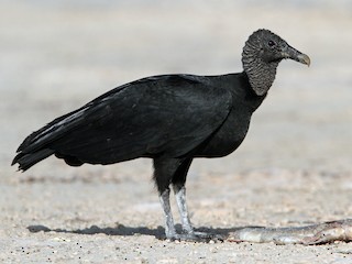 ビリヤードキューVULTURE Black Vulture - eBird