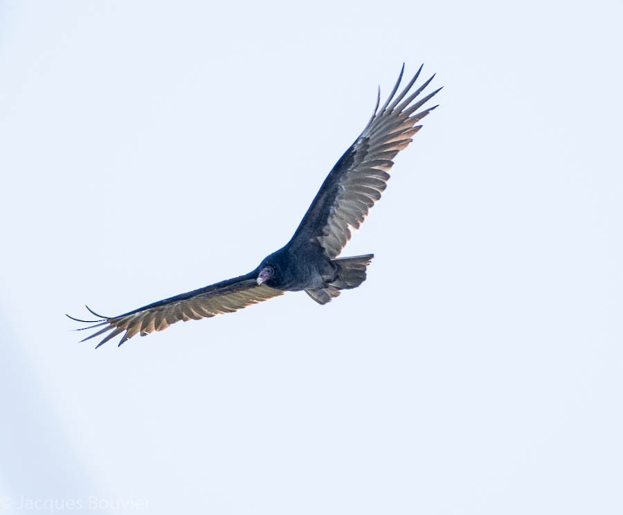 Turkey Vulture - ML70706401