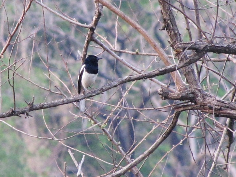 Oriental Magpie-Robin - Sandeep Biswas