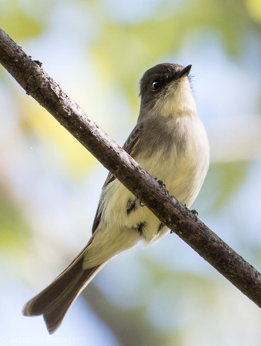 Eastern Phoebe - Jacques Bouvier